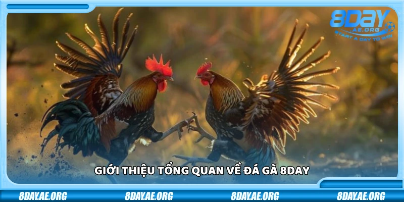 Đá gà 8Day – Mãnh chiến từng trận thắng lớn mỗi ngày