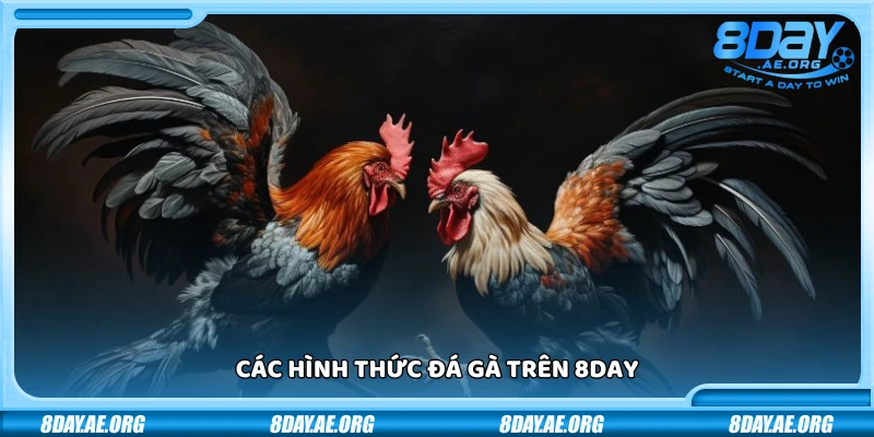 Đá gà 8Day – Mãnh chiến từng trận thắng lớn mỗi ngày