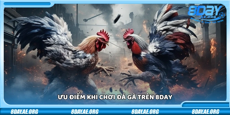 Đá gà 8Day – Mãnh chiến từng trận thắng lớn mỗi ngày