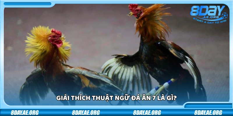 Đá ăn 7 là gì? Giải thích dễ hiểu cho người mới