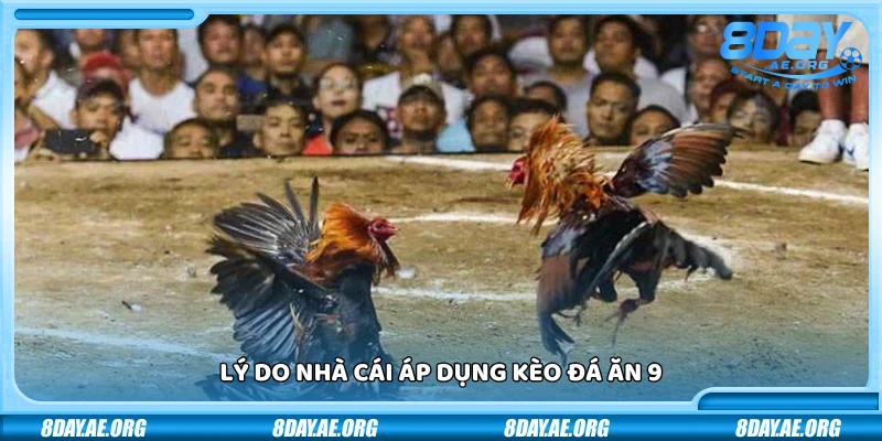 Đá ăn 9 là gì? Ví dụ cụ thể và mẹo cược khôn ngoan