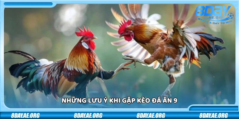 Đá ăn 9 là gì? Ví dụ cụ thể và mẹo cược khôn ngoan