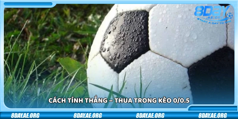 Kèo chấp 0/0.5 - Kinh nghiệm bắt kèo tăng tỷ lệ thắng dễ dàng - 8DAY | NHÀ CÁI 8DAY - SÂN CHƠI CÁ CƯỢC ĐẲNG CẤP 2026