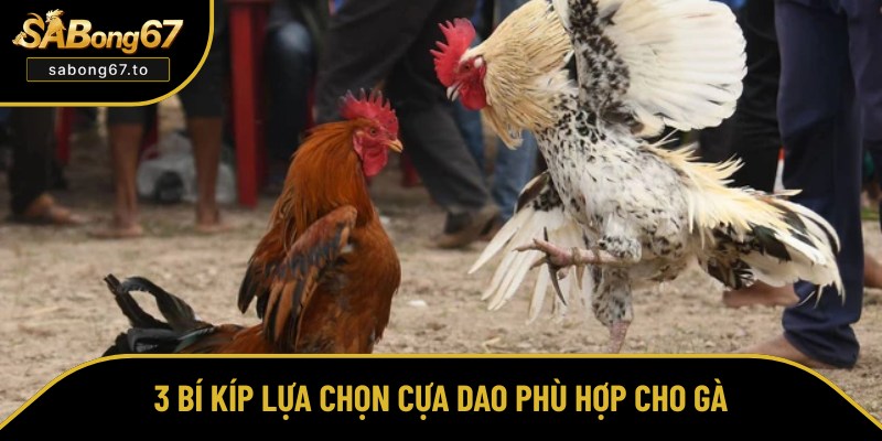 Đá Gà Cựa Dao - Xem, Cá Cược Online An Toàn Tại Sabong67