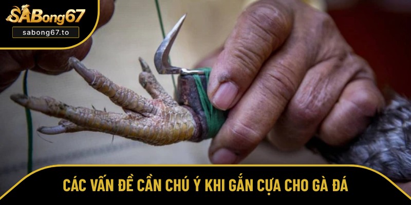 Cách Gắn Cựa Gà - Sabong67 Hướng Dẫn Thực Hiện Và Lưu Ý Cách Gắn Cựa Gà - Sabong67 Hướng Dẫn Thực Hiện Và Lưu Ý