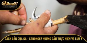 Tổng hợp kinh nghiệm chọn và cược đá gà trực tuyến từ SƯ KÊ