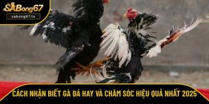 Tổng hợp kinh nghiệm chọn và cược đá gà trực tuyến từ SƯ KÊ