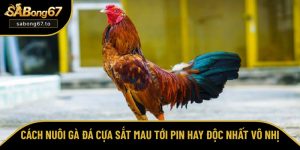 Tổng hợp kinh nghiệm chọn và cược đá gà trực tuyến từ SƯ KÊ