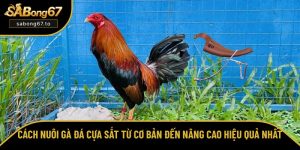 Tổng hợp kinh nghiệm chọn và cược đá gà trực tuyến từ SƯ KÊ