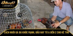 Tổng hợp kinh nghiệm chọn và cược đá gà trực tuyến từ SƯ KÊ