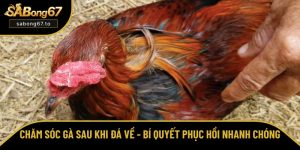 Tổng hợp kinh nghiệm chọn và cược đá gà trực tuyến từ SƯ KÊ
