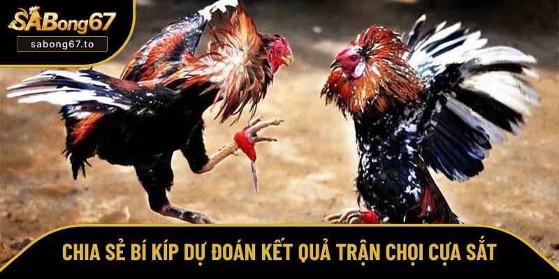 Đá Gà Cựa Sắt - Gay Cấn, Xem Live Chất Lượng Tại Sabong67 Đá Gà Cựa Sắt - Gay Cấn, Xem Live Chất Lượng Tại Sabong67
