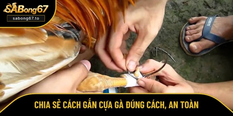 Cách Gắn Cựa Gà - Sabong67 Hướng Dẫn Thực Hiện Và Lưu Ý Cách Gắn Cựa Gà - Sabong67 Hướng Dẫn Thực Hiện Và Lưu Ý