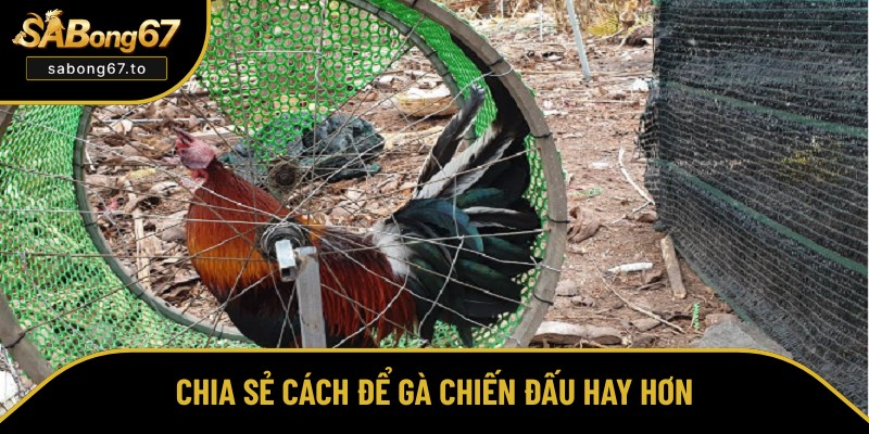 Cách Nuôi Gà Đá Khỏe Mạnh, Đấu Hay Từ A Đến Z Cho Kê Thủ