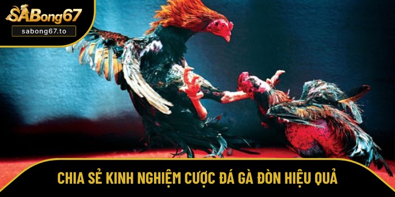 Đá Gà Đòn - Bí Quyết Thắng Lớn Tại Sabong67 Từ Chuyên Gia Đá Gà Đòn - Bí Quyết Thắng Lớn Tại Sabong67 Từ Chuyên Gia