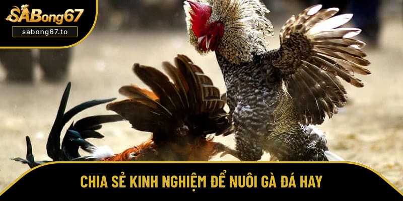 Cách Nhận Biết Gà Đá Hay Và Chăm Sóc Hiệu Quả Nhất 2026 Cách Nhận Biết Gà Đá Hay Và Chăm Sóc Hiệu Quả Nhất 2026