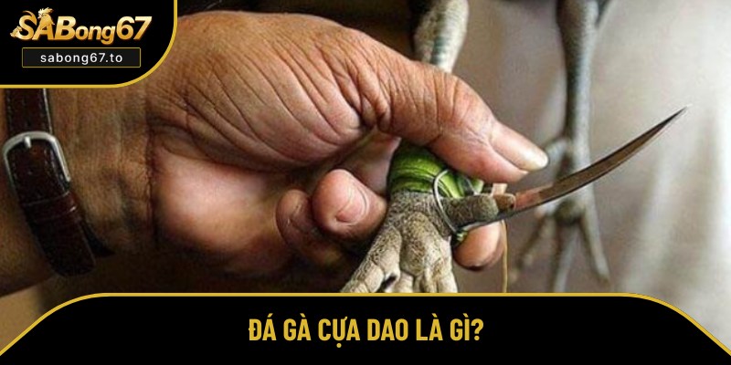 Đá Gà Cựa Dao - Xem, Cá Cược Online An Toàn Tại Sabong67