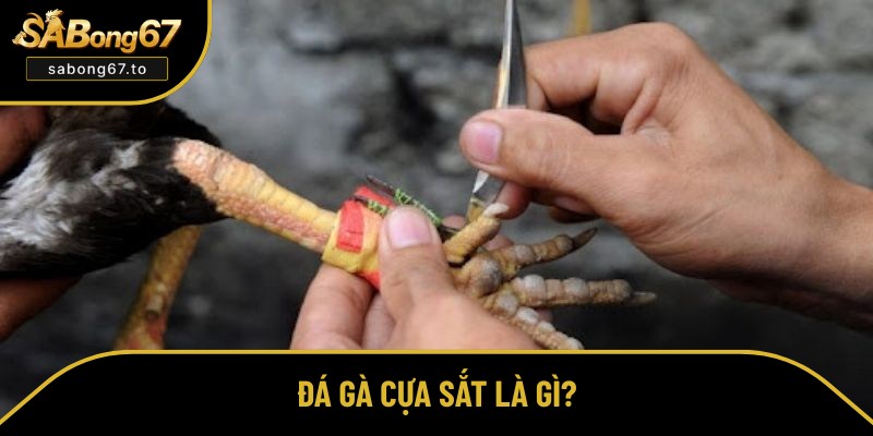 Đá Gà Cựa Sắt - Gay Cấn, Xem Live Chất Lượng Tại Sabong67 Đá Gà Cựa Sắt - Gay Cấn, Xem Live Chất Lượng Tại Sabong67