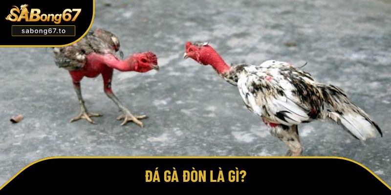 Đá Gà Đòn - Bí Quyết Thắng Lớn Tại Sabong67 Từ Chuyên Gia Đá Gà Đòn - Bí Quyết Thắng Lớn Tại Sabong67 Từ Chuyên Gia