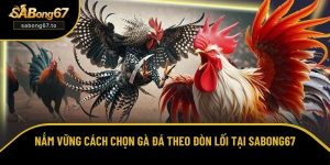 Tổng hợp kinh nghiệm chọn và cược đá gà trực tuyến từ SƯ KÊ