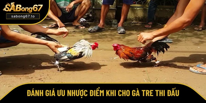 Đá Gà Tre Là Gì? Chia Sẻ Bí Quyết Nuôi Dưỡng Xuất Sắc Nhất Đá Gà Tre Là Gì? Chia Sẻ Bí Quyết Nuôi Dưỡng Xuất Sắc Nhất