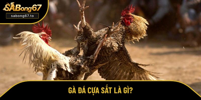 Cách Nuôi Gà Đá Cựa Sắt Từ Cơ Bản Đến Nâng Cao Hiệu Quả Nhất Cách Nuôi Gà Đá Cựa Sắt Từ Cơ Bản Đến Nâng Cao Hiệu Quả Nhất