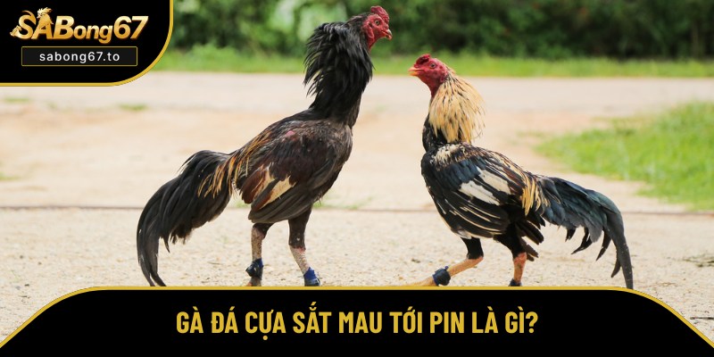 Cách Nuôi Gà Đá Cựa Sắt Mau Tới Pin Hay Độc Nhất Vô Nhị Cách Nuôi Gà Đá Cựa Sắt Mau Tới Pin Hay Độc Nhất Vô Nhị