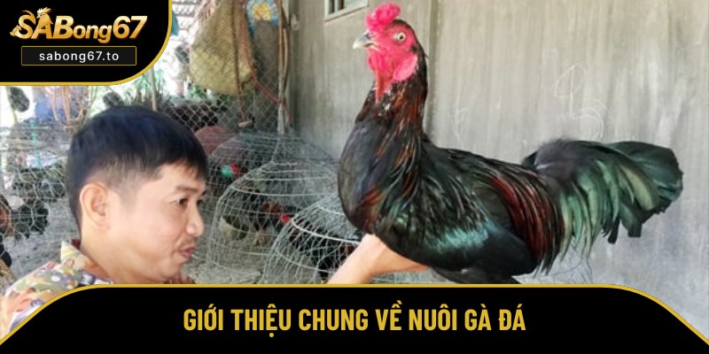 Cách Nuôi Gà Đá Khỏe Mạnh, Đấu Hay Từ A Đến Z Cho Kê Thủ