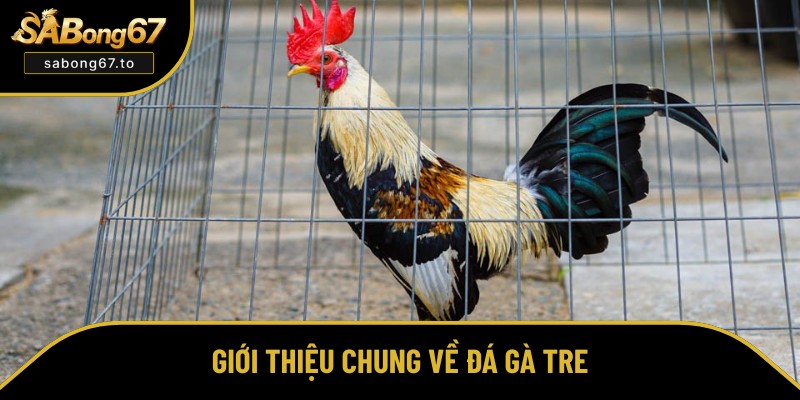 Đá Gà Tre Là Gì? Chia Sẻ Bí Quyết Nuôi Dưỡng Xuất Sắc Nhất Đá Gà Tre Là Gì? Chia Sẻ Bí Quyết Nuôi Dưỡng Xuất Sắc Nhất