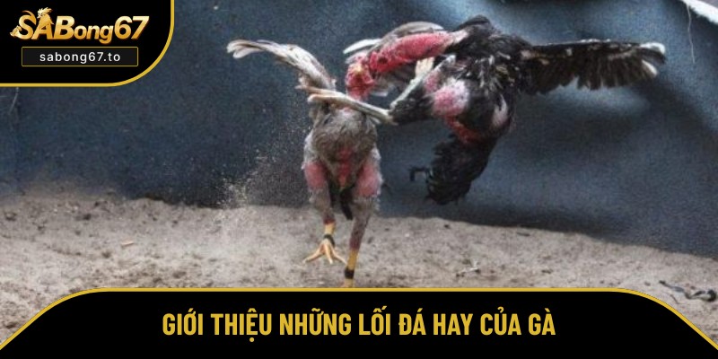 Cách Nhận Biết Gà Đá Hay Và Chăm Sóc Hiệu Quả Nhất 2026 Cách Nhận Biết Gà Đá Hay Và Chăm Sóc Hiệu Quả Nhất 2026