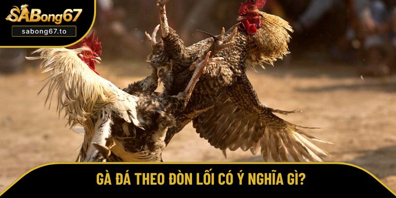 Nắm Vững Cách Chọn Gà Đá Theo Đòn Lối Tại Sabong67