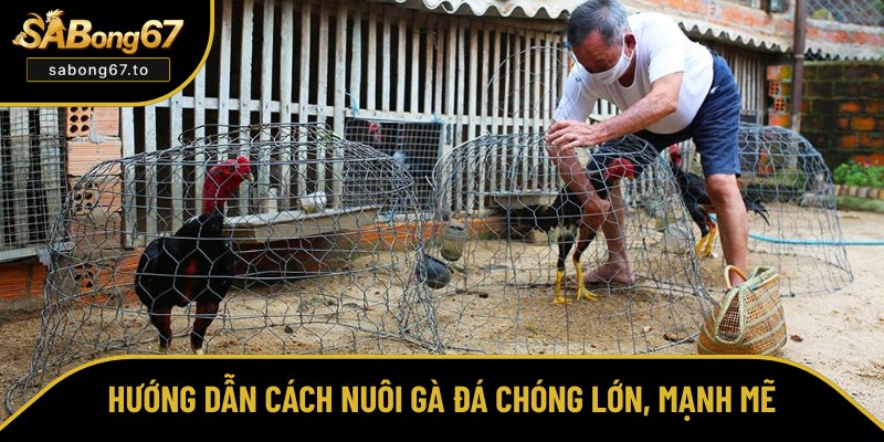Cách Nuôi Gà Đá Khỏe Mạnh, Đấu Hay Từ A Đến Z Cho Kê Thủ