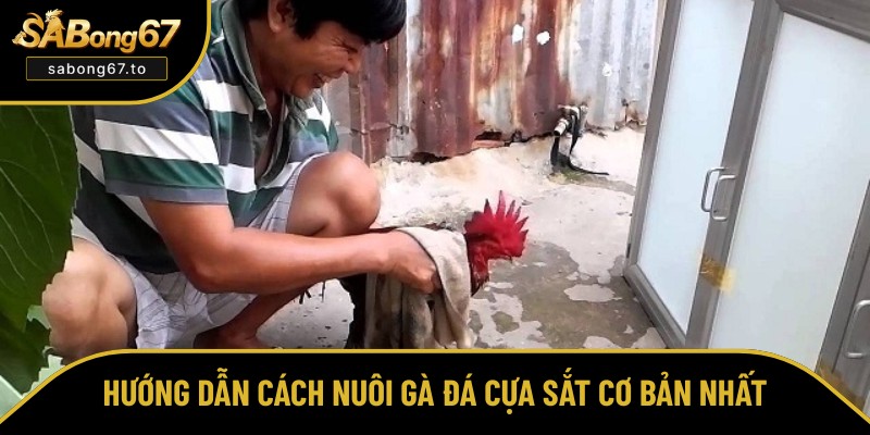 Cách Nuôi Gà Đá Cựa Sắt Từ Cơ Bản Đến Nâng Cao Hiệu Quả Nhất Cách Nuôi Gà Đá Cựa Sắt Từ Cơ Bản Đến Nâng Cao Hiệu Quả Nhất
