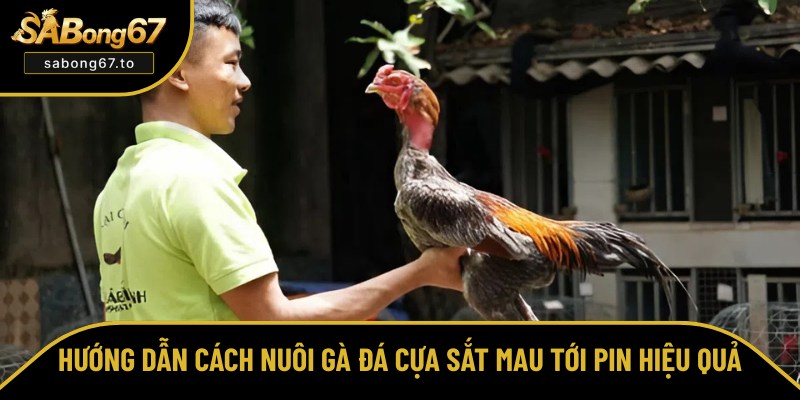 Cách Nuôi Gà Đá Cựa Sắt Mau Tới Pin Hay Độc Nhất Vô Nhị Cách Nuôi Gà Đá Cựa Sắt Mau Tới Pin Hay Độc Nhất Vô Nhị
