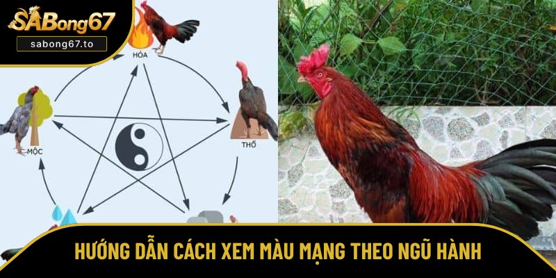 Màu Mạng Gà Đá - Sabong67 Bật Mí Cách Xem Theo Ngũ Hành Màu Mạng Gà Đá - Sabong67 Bật Mí Cách Xem Theo Ngũ Hành