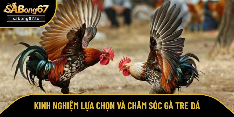 Đá Gà Tre Là Gì? Chia Sẻ Bí Quyết Nuôi Dưỡng Xuất Sắc Nhất Đá Gà Tre Là Gì? Chia Sẻ Bí Quyết Nuôi Dưỡng Xuất Sắc Nhất
