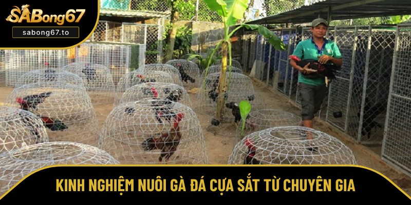 Cách Nuôi Gà Đá Cựa Sắt Từ Cơ Bản Đến Nâng Cao Hiệu Quả Nhất Cách Nuôi Gà Đá Cựa Sắt Từ Cơ Bản Đến Nâng Cao Hiệu Quả Nhất