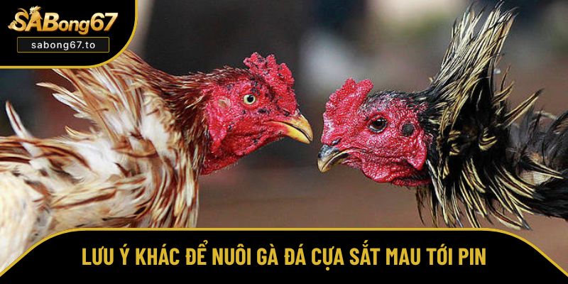 Cách Nuôi Gà Đá Cựa Sắt Mau Tới Pin Hay Độc Nhất Vô Nhị Cách Nuôi Gà Đá Cựa Sắt Mau Tới Pin Hay Độc Nhất Vô Nhị