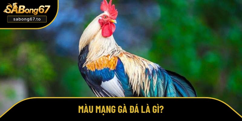 Màu Mạng Gà Đá - Sabong67 Bật Mí Cách Xem Theo Ngũ Hành Màu Mạng Gà Đá - Sabong67 Bật Mí Cách Xem Theo Ngũ Hành