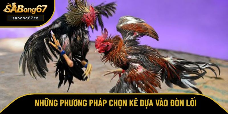 Nắm Vững Cách Chọn Gà Đá Theo Đòn Lối Tại Sabong67