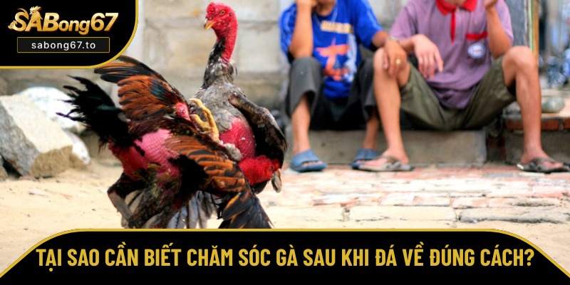 Chăm Sóc Gà Sau Khi Đá Về - Bí Quyết Phục Hồi Nhanh Chóng Chăm Sóc Gà Sau Khi Đá Về - Bí Quyết Phục Hồi Nhanh Chóng