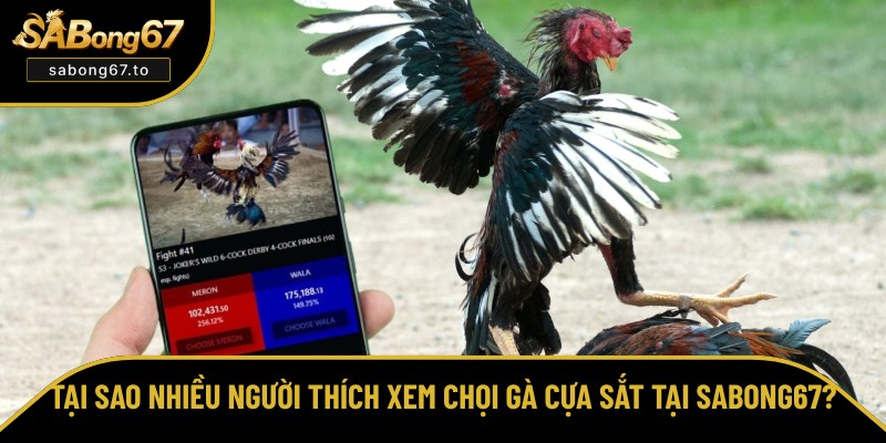 Đá Gà Cựa Sắt - Gay Cấn, Xem Live Chất Lượng Tại Sabong67 Đá Gà Cựa Sắt - Gay Cấn, Xem Live Chất Lượng Tại Sabong67