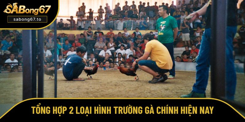 Trường Gà Là Gì? Đặc Điểm Cấu Trúc Và Các Loại Hình Chính Trường Gà Là Gì? Đặc Điểm Cấu Trúc Và Các Loại Hình Chính