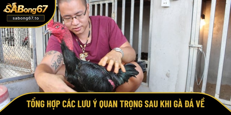 Chăm Sóc Gà Sau Khi Đá Về - Bí Quyết Phục Hồi Nhanh Chóng Chăm Sóc Gà Sau Khi Đá Về - Bí Quyết Phục Hồi Nhanh Chóng