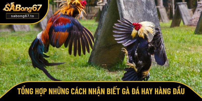 Cách Nhận Biết Gà Đá Hay Và Chăm Sóc Hiệu Quả Nhất 2026 Cách Nhận Biết Gà Đá Hay Và Chăm Sóc Hiệu Quả Nhất 2026