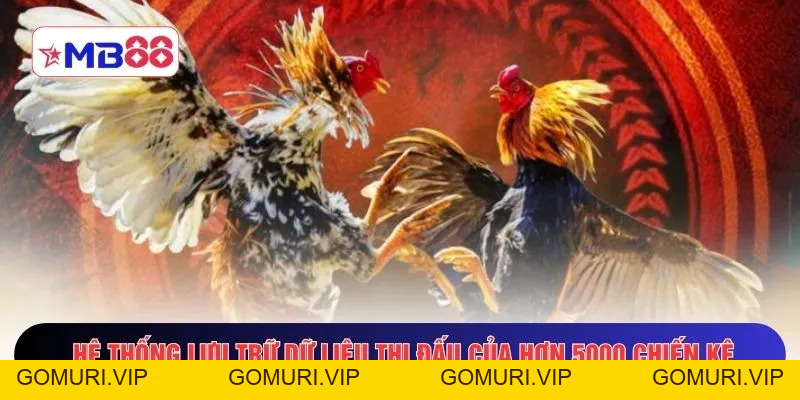Đá Gà MB88 - Đẳng Cấp Chinh Phục Đấu Trường Thomo Rực Lửa