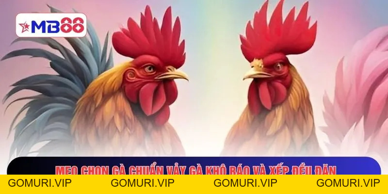Mẹo Chọn Gà Chuẩn MB88 - Tips Nhận Diện Thần Kê Đỉnh Chóp